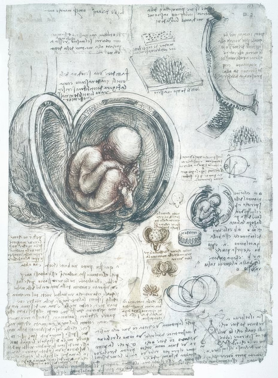 Estudios de anatomía de Leonardo da Vinci