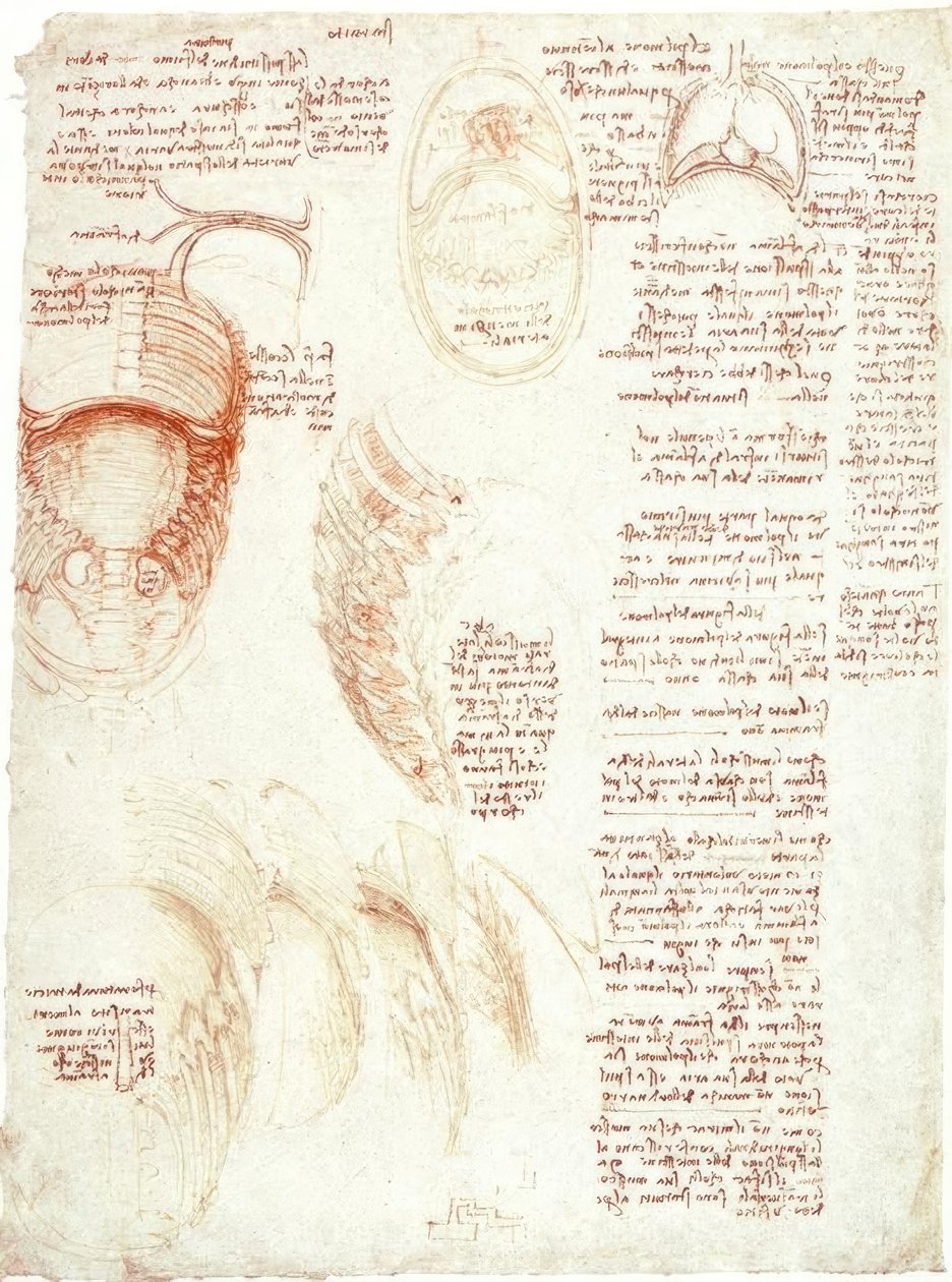 Estudios de anatomía: tórax y diafragma de Leonardo da Vinci