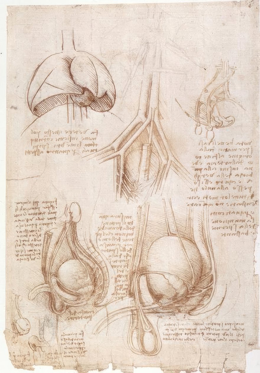 Estudios anatómicos: Pulmones, vejiga... de Leonardo da Vinci
