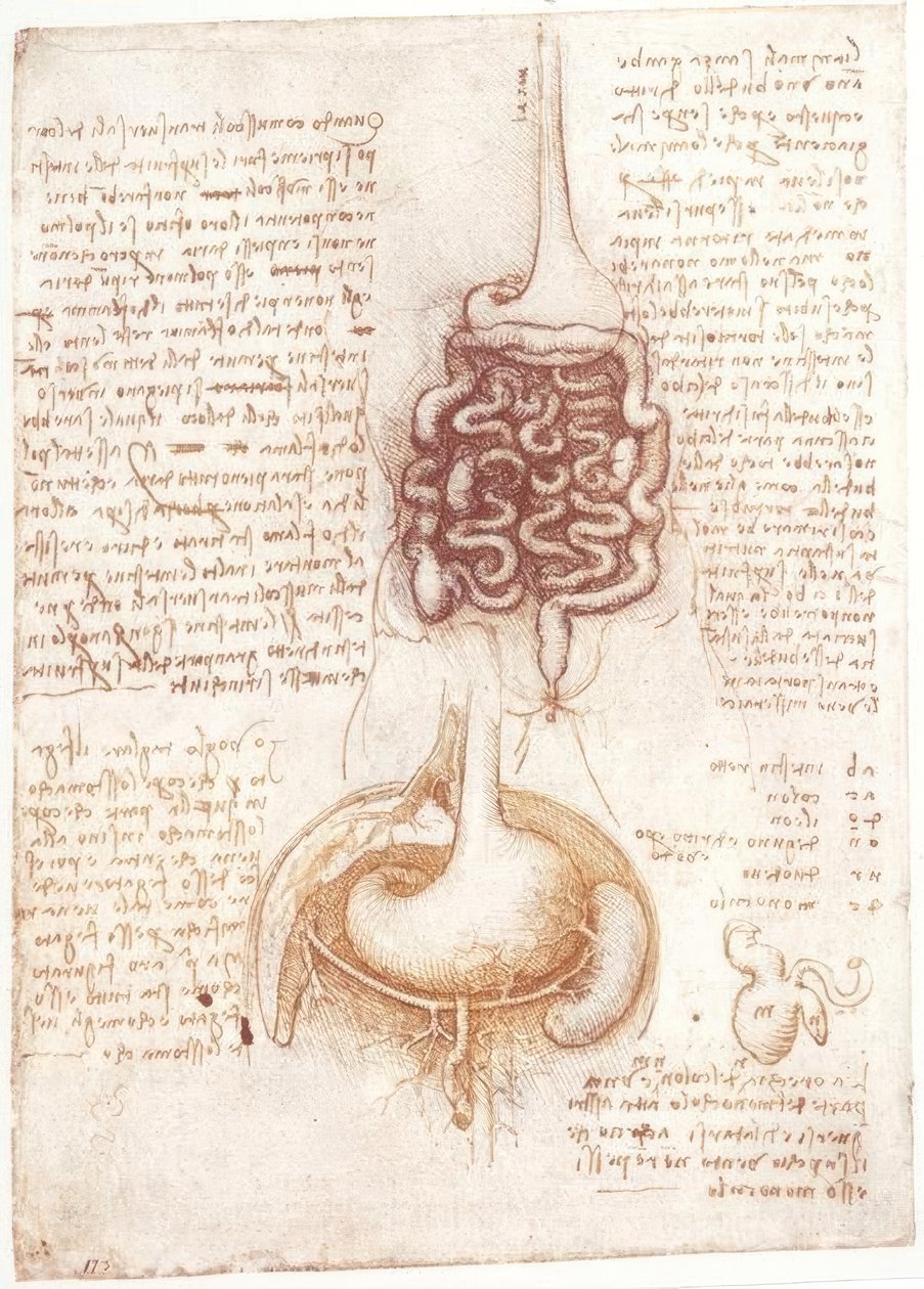 Estudios de anatomía: Aparato digestivo de Leonardo da Vinci