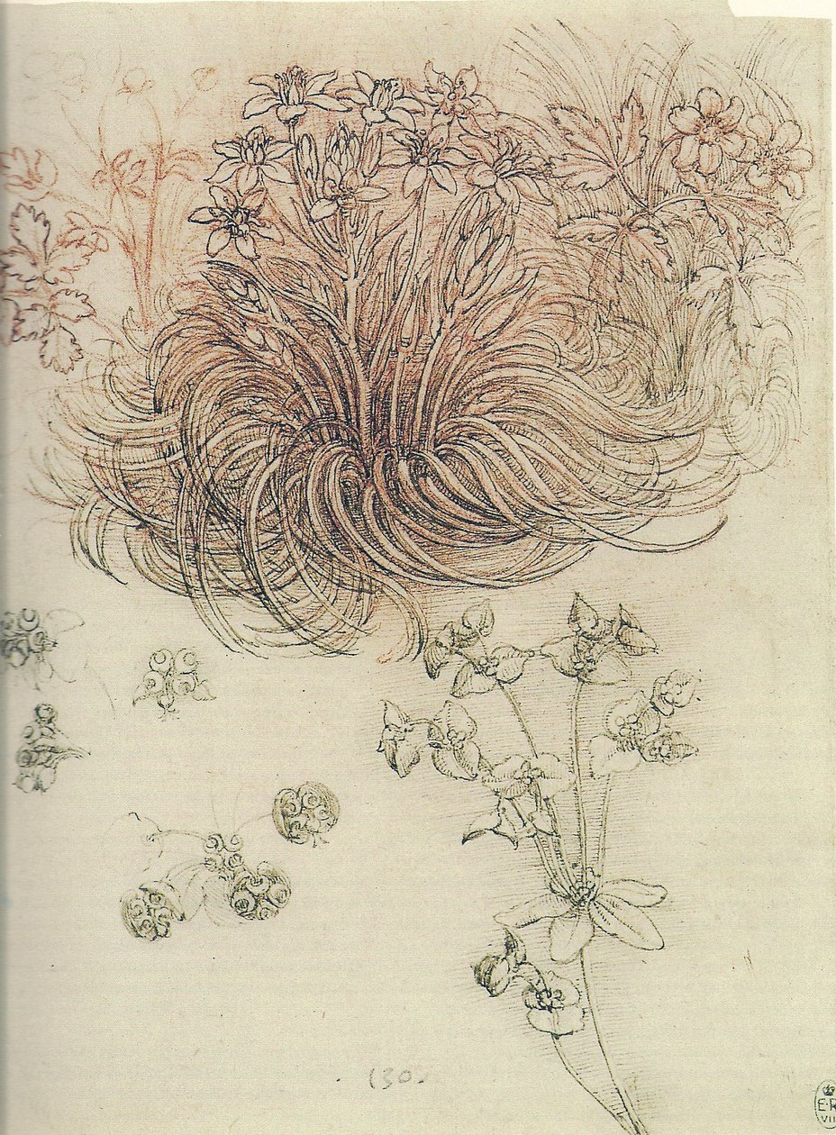 Ornithogalum (Estrella de Belén) de Leonardo da Vinci