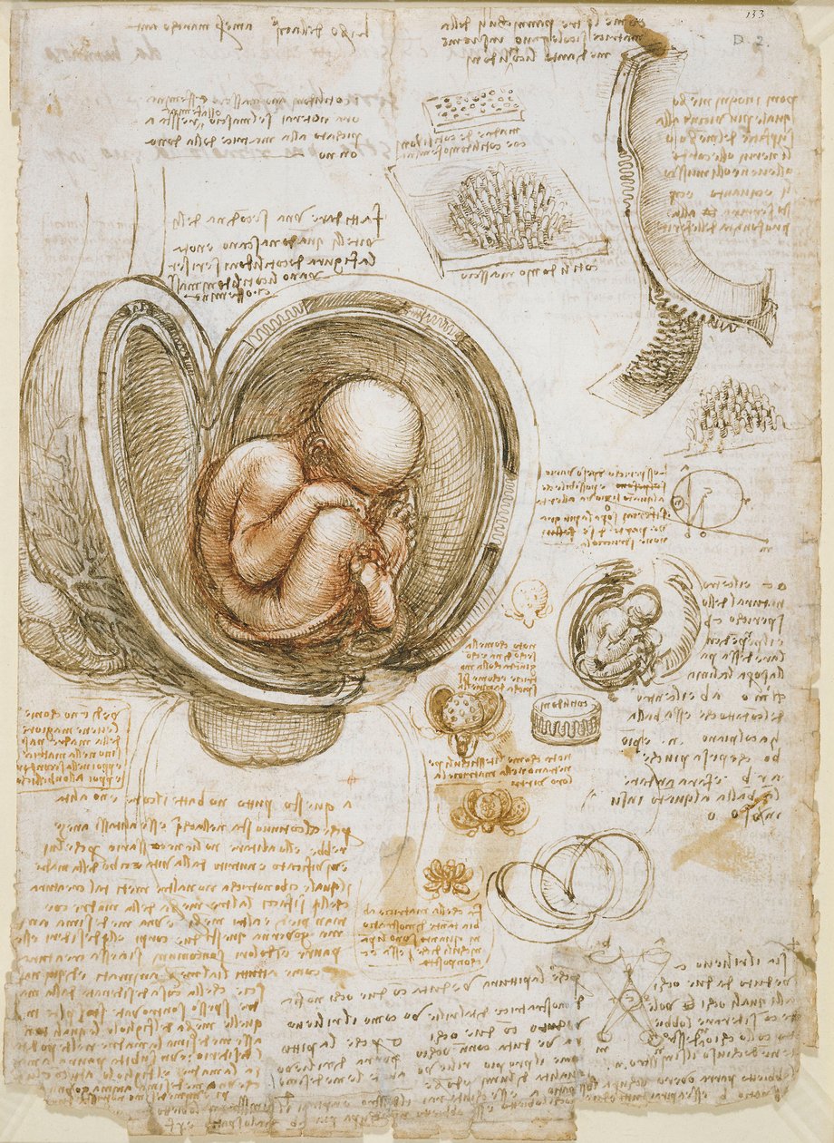 Estudios del feto en el útero de Leonardo da Vinci