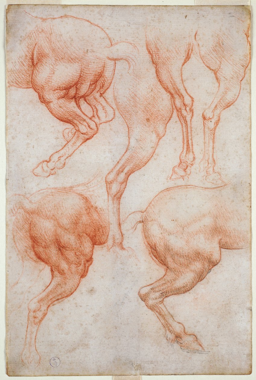 Estudios de las extremidades traseras del caballo, c. 1508 de Leonardo da Vinci