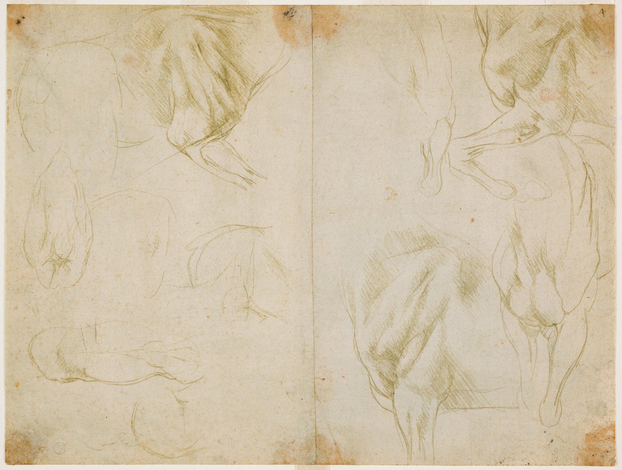 Estudios de la musculatura de las extremidades anteriores del caballo de Leonardo da Vinci