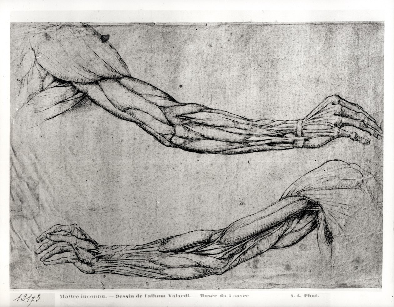 Estudio de brazos de Leonardo da Vinci