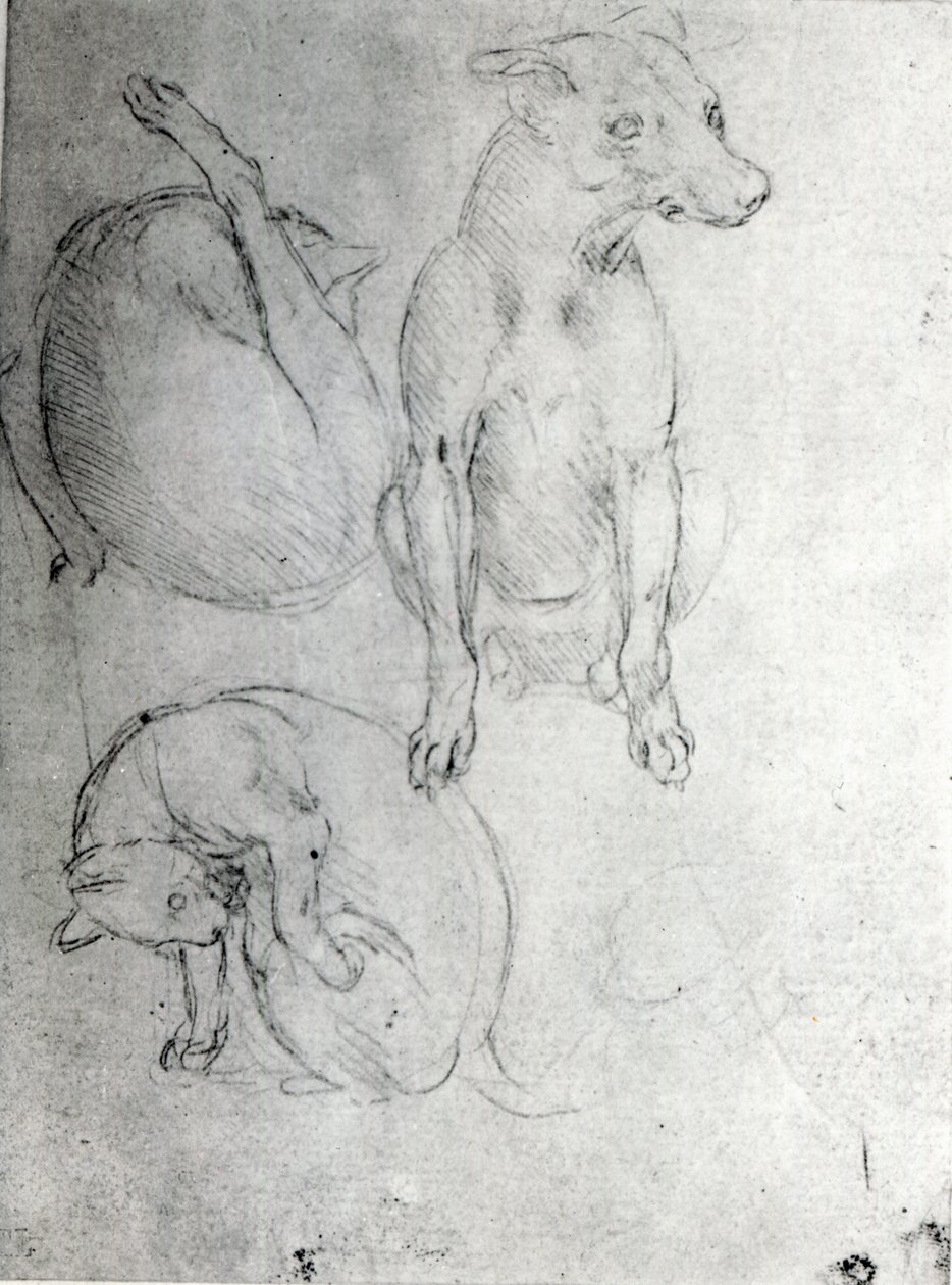 Estudio de un perro y un gato, c.1480 de Leonardo da Vinci