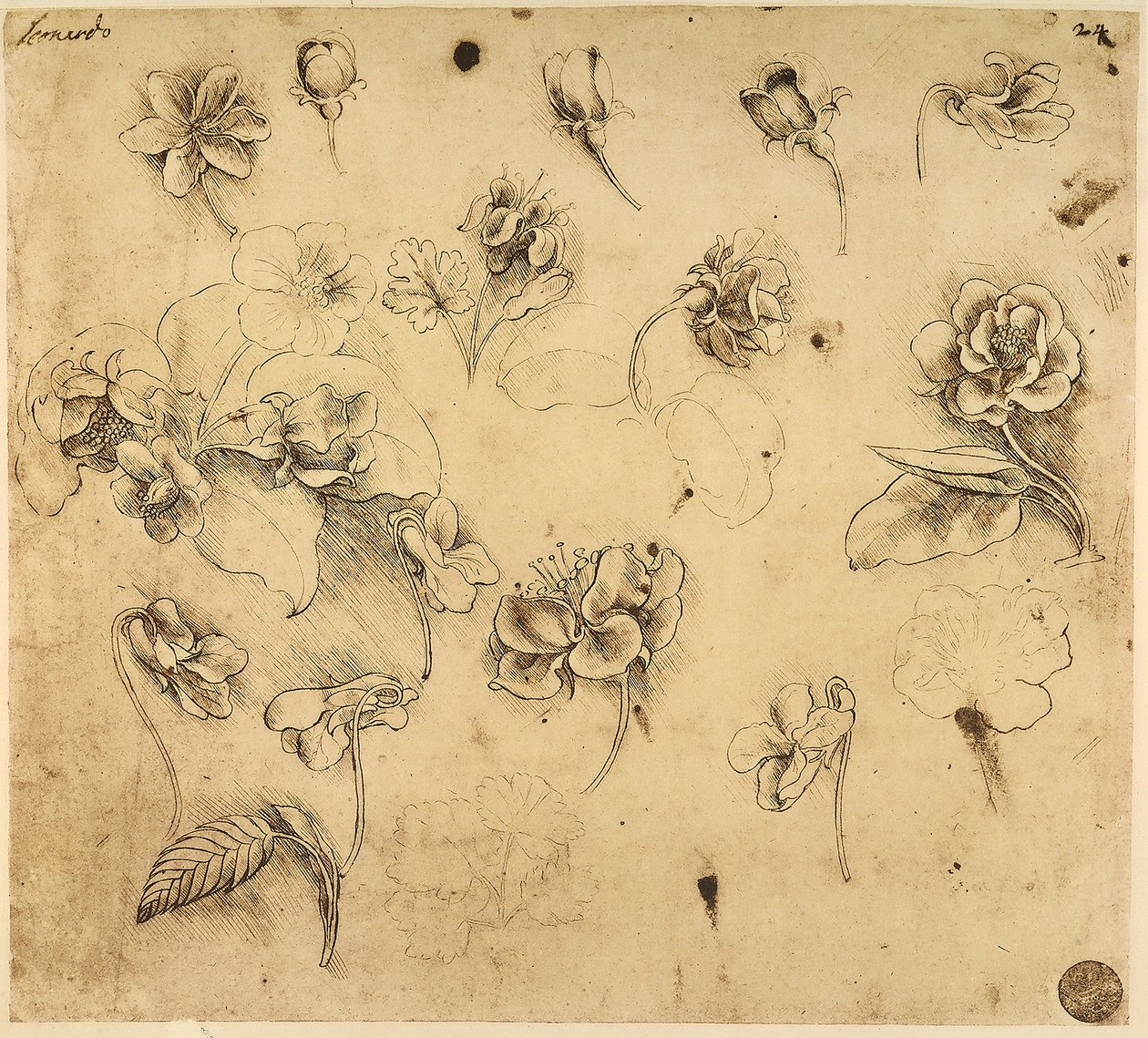 Estudio de flores, dibujo a pluma sobre papel amarillento, con signos de preparación en punta de plata, de Leonardo da Vinci, conservado en la Galería de la Academia, Venecia de Leonardo da Vinci