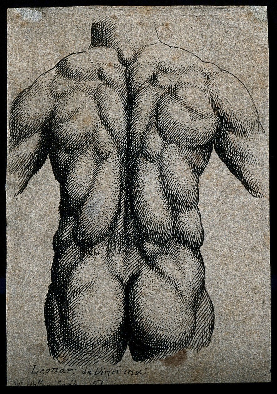 Torso de un hombre, visto desde la espalda, con los músculos enfatizados de Leonardo da Vinci