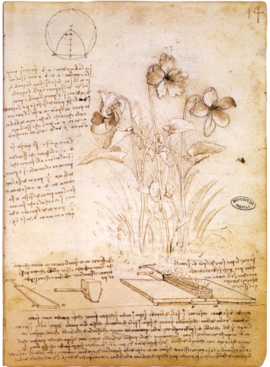 Figuras Geométricas y Dibujo Botánico de Leonardo da Vinci