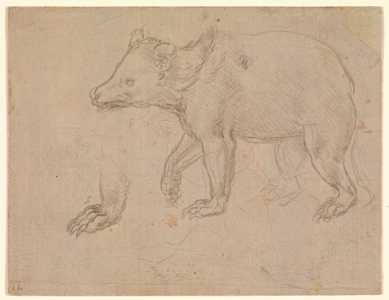 Un oso caminando de Leonardo da Vinci