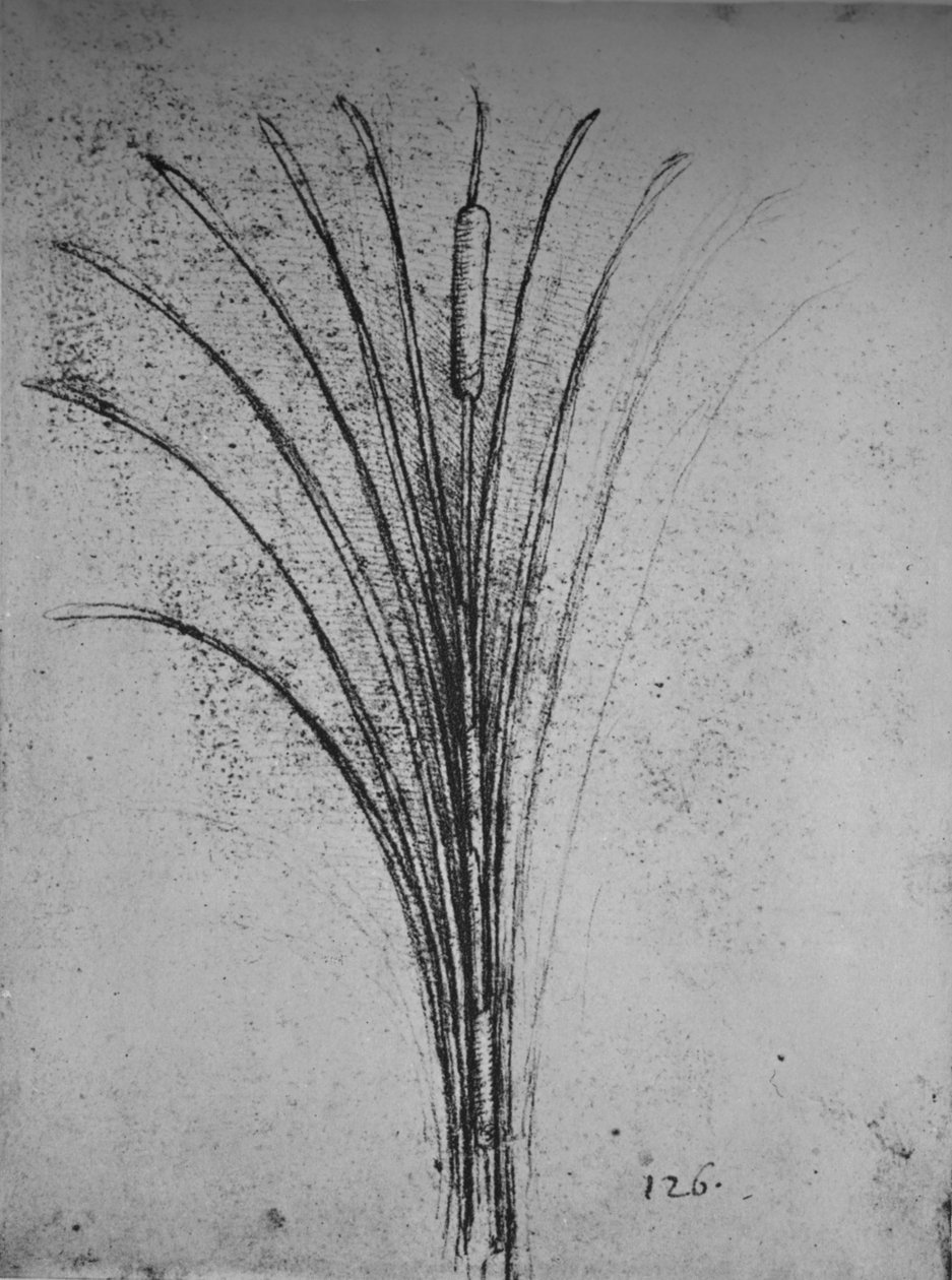 Un junco, c. 1480 1945 de Leonardo da Vinci