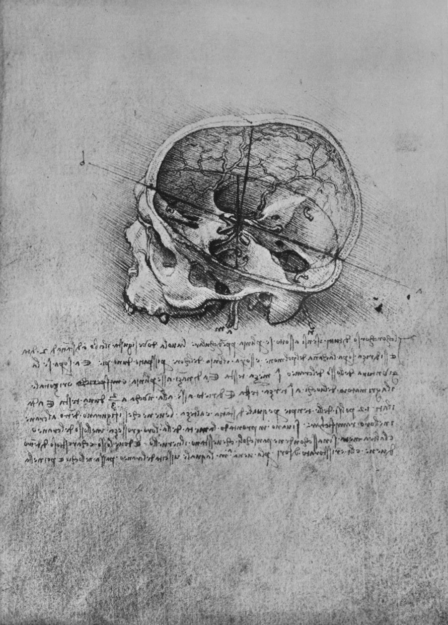 Dibujo anatómico de un cráneo a la izquierda, c1480 1945 de Leonardo da Vinci