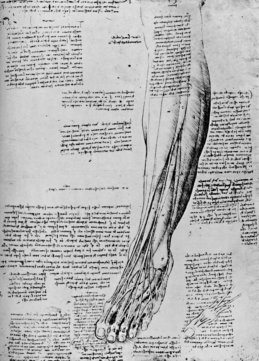 Estudio anatómico de los músculos del pie de Leonardo da Vinci