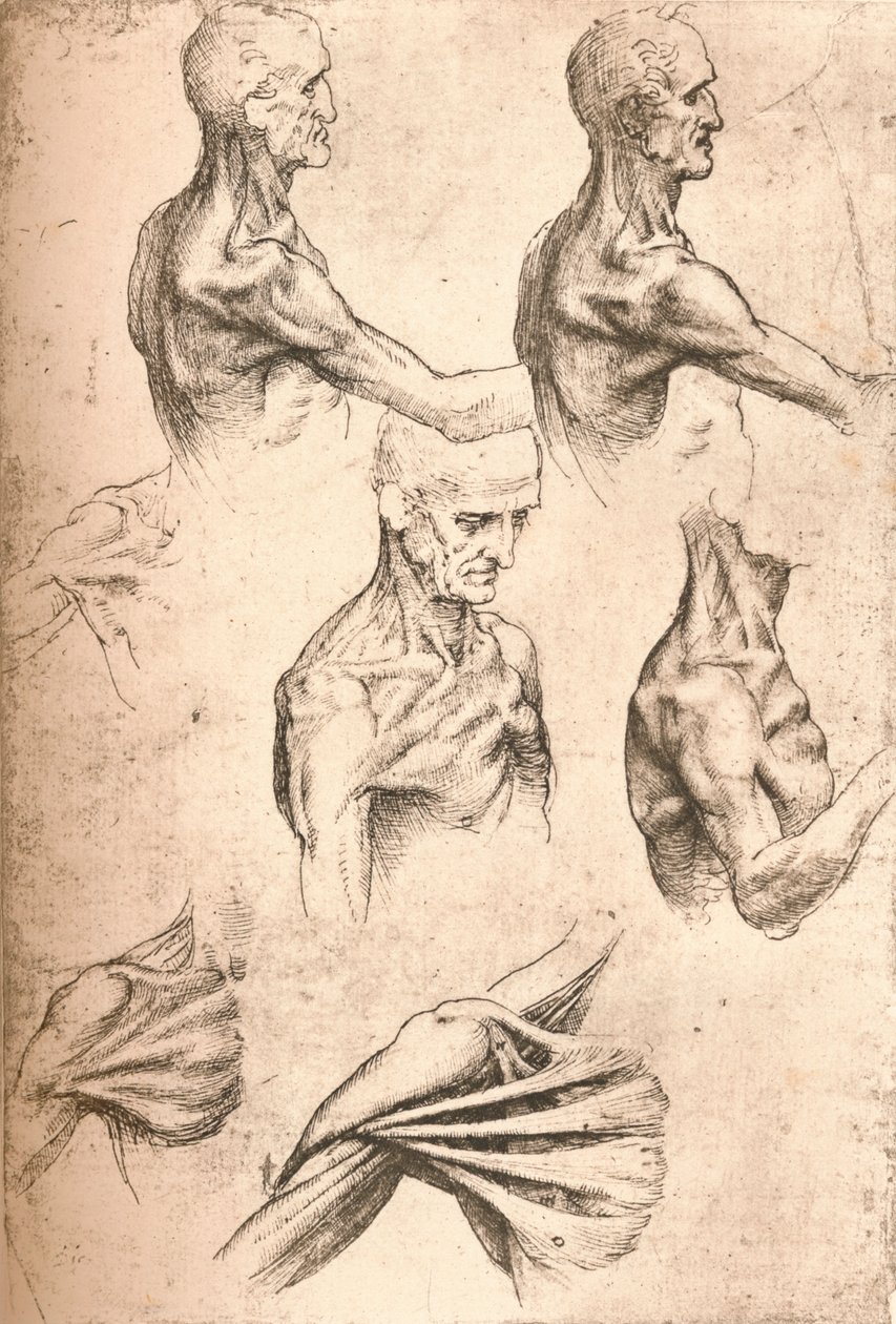 Dibujo anatómico, c1472-c1519 de Leonardo da Vinci