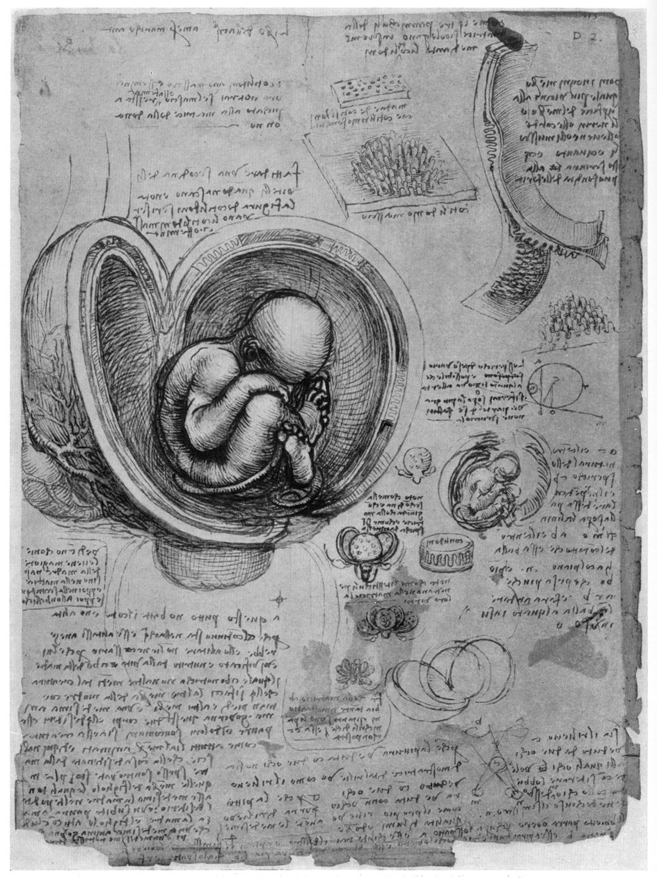 Boceto anatómico de un feto humano en el útero, c1510 1954 de Leonardo da Vinci