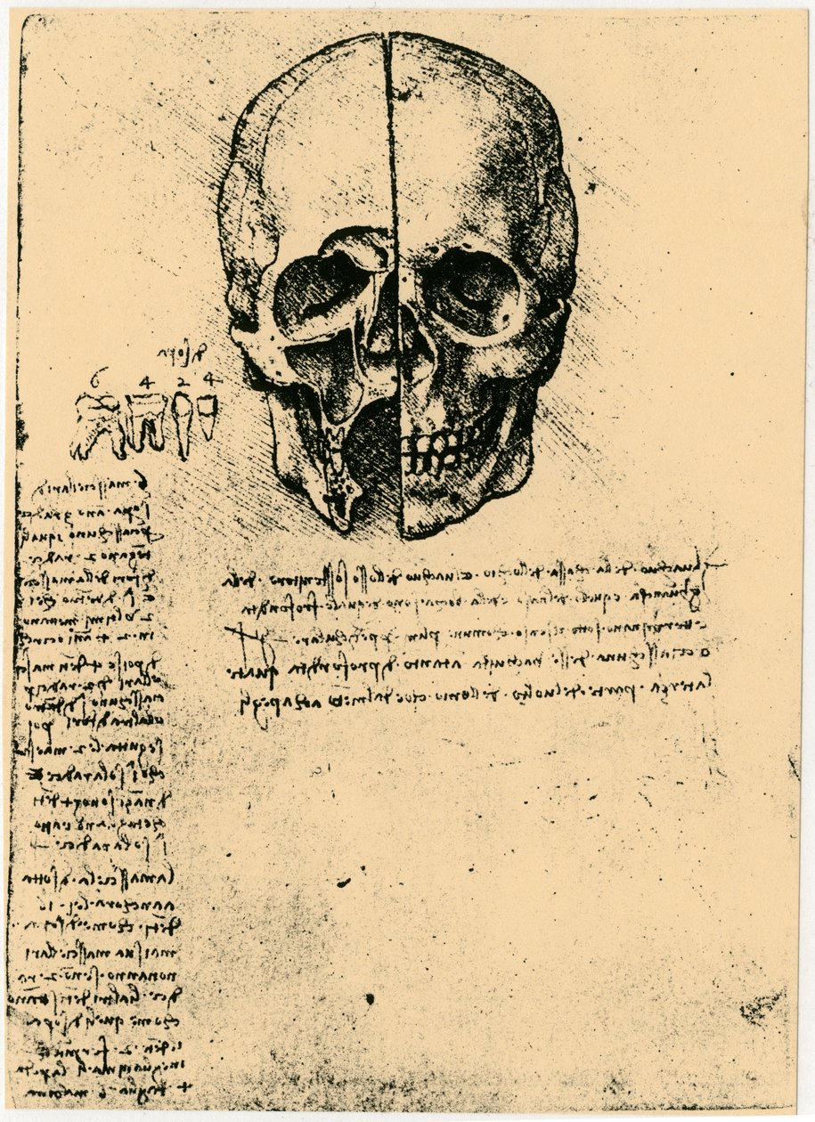 Boceto anatómico de un cráneo humano, c. 1472-1519 de Leonardo da Vinci