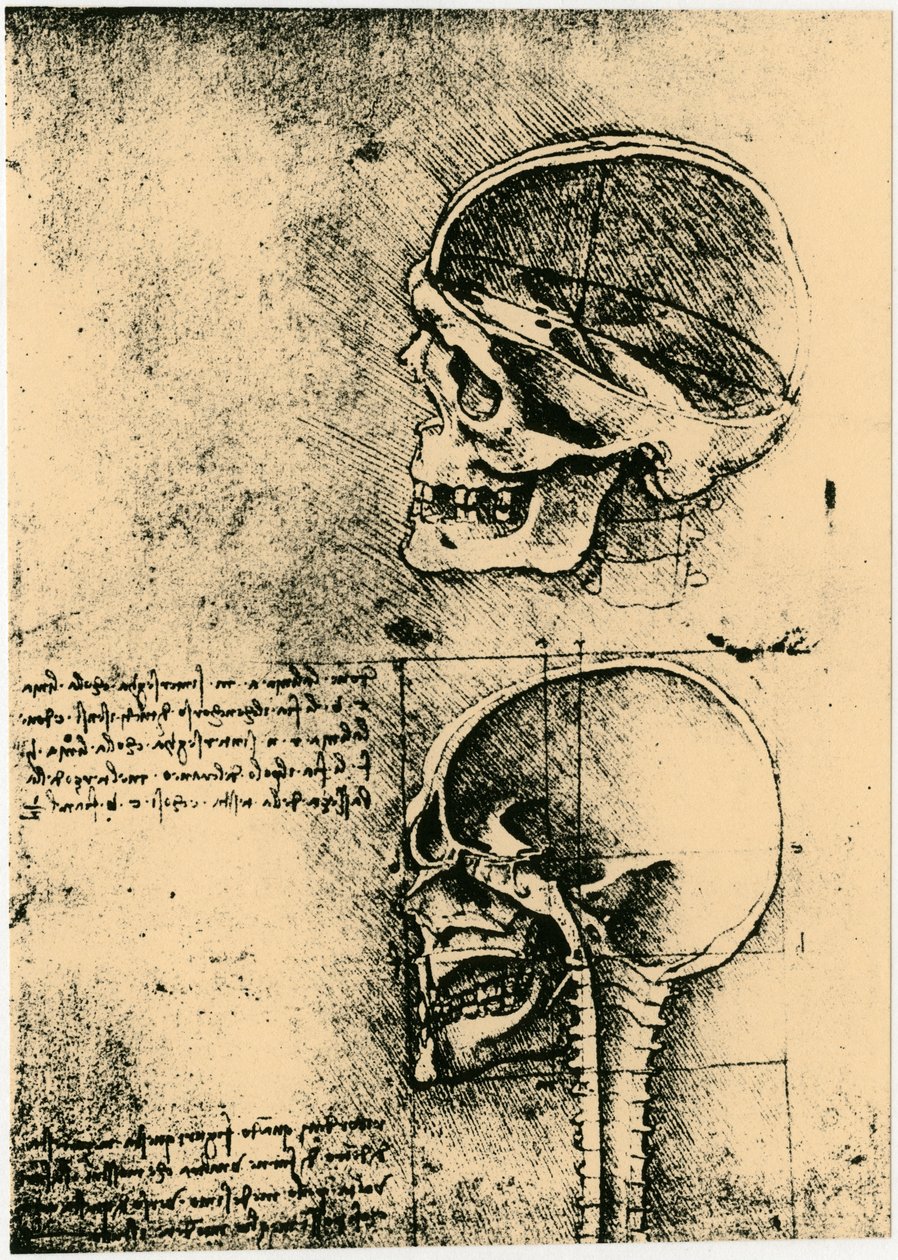 Boceto anatómico, dos estudios de un cráneo humano, c1489 de Leonardo da Vinci