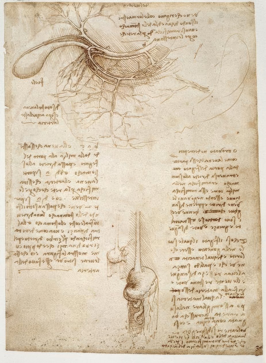 Estudios de anatomía de Leonardo da Vinci