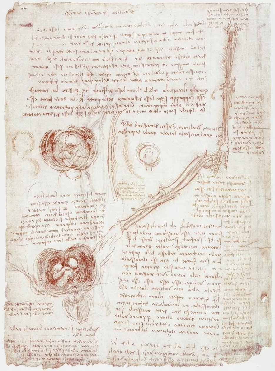 Estudios anatómicos: Movimiento de la articulación del codo / Feto en el útero de Leonardo da Vinci