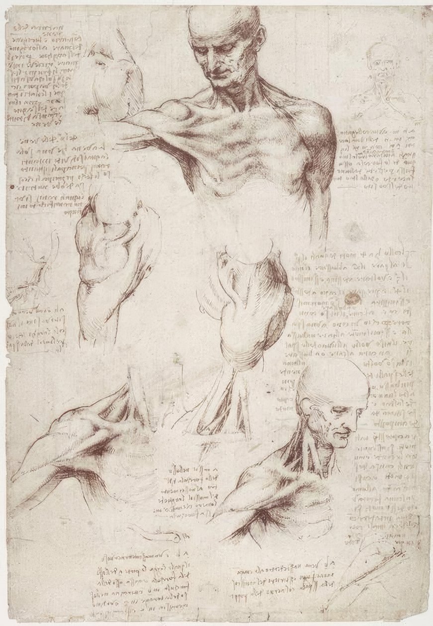 Estudios de anatomía: Los músculos superficiales del cuello y el hombro de Leonardo da Vinci