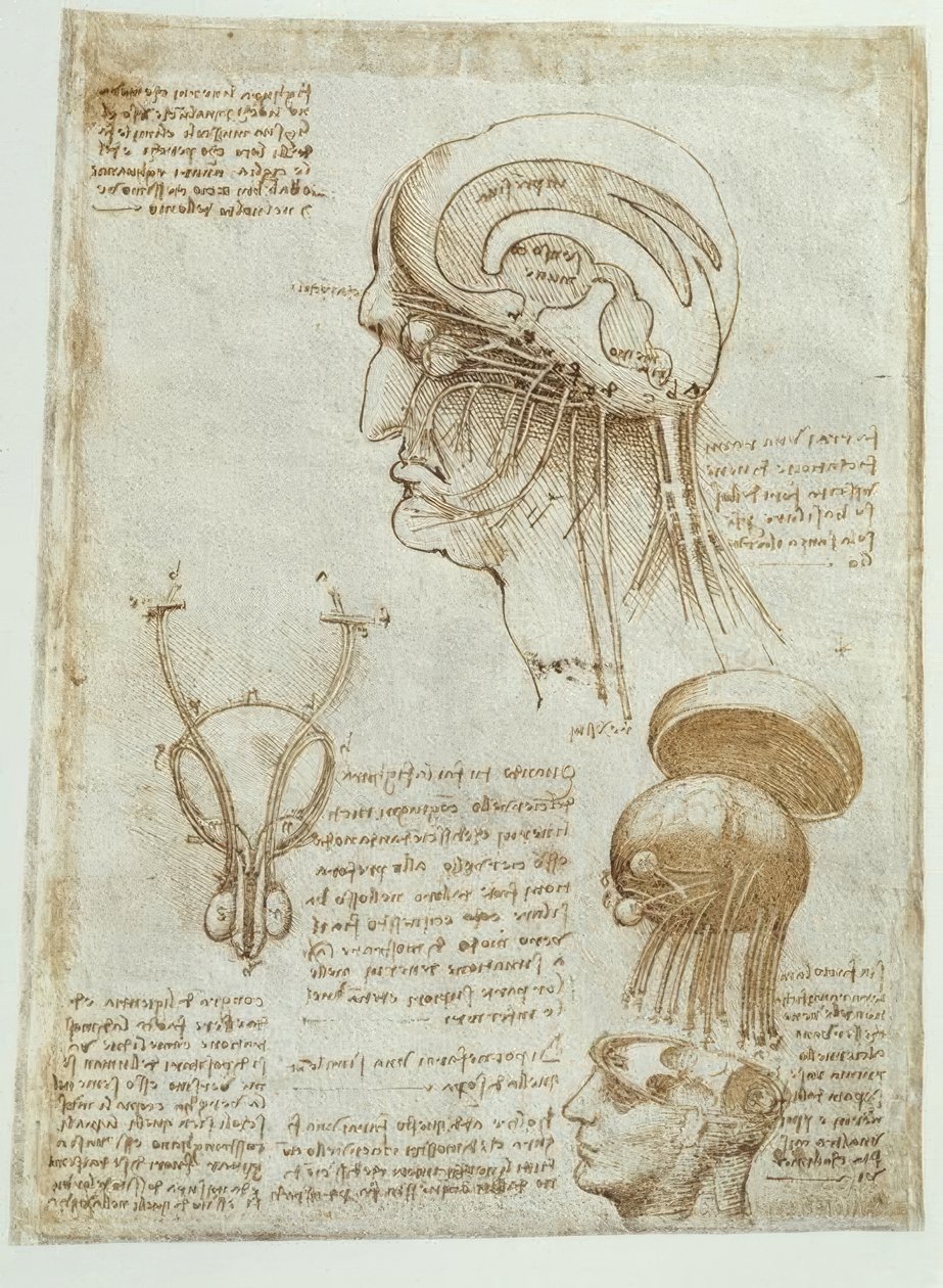 Estudios anatómicos: cerebro, ventrículos cerebrales y nervios cerebrales / masculino de Leonardo da Vinci