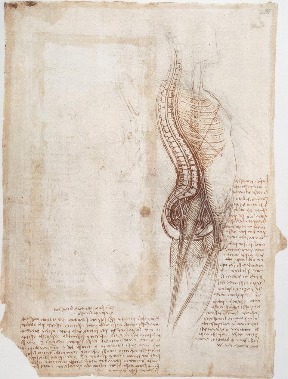 Estudios anatómicos: Columna vertebral de Leonardo da Vinci