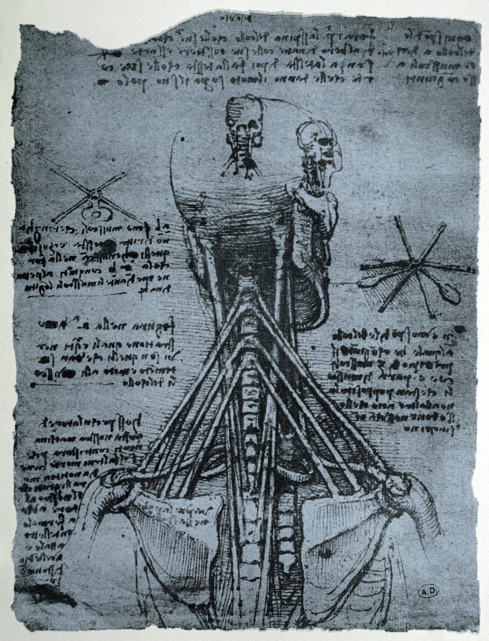Estructura ósea del cuello y hombro humano, copia facsímil de Leonardo da Vinci