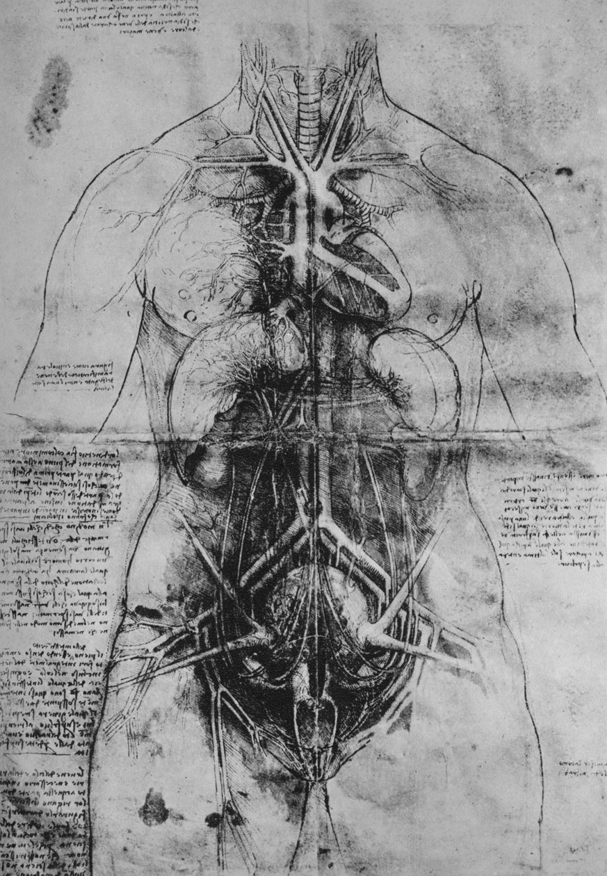 Disección de los Órganos Principales de una Mujer, c1480 1945 de Leonardo da Vinci