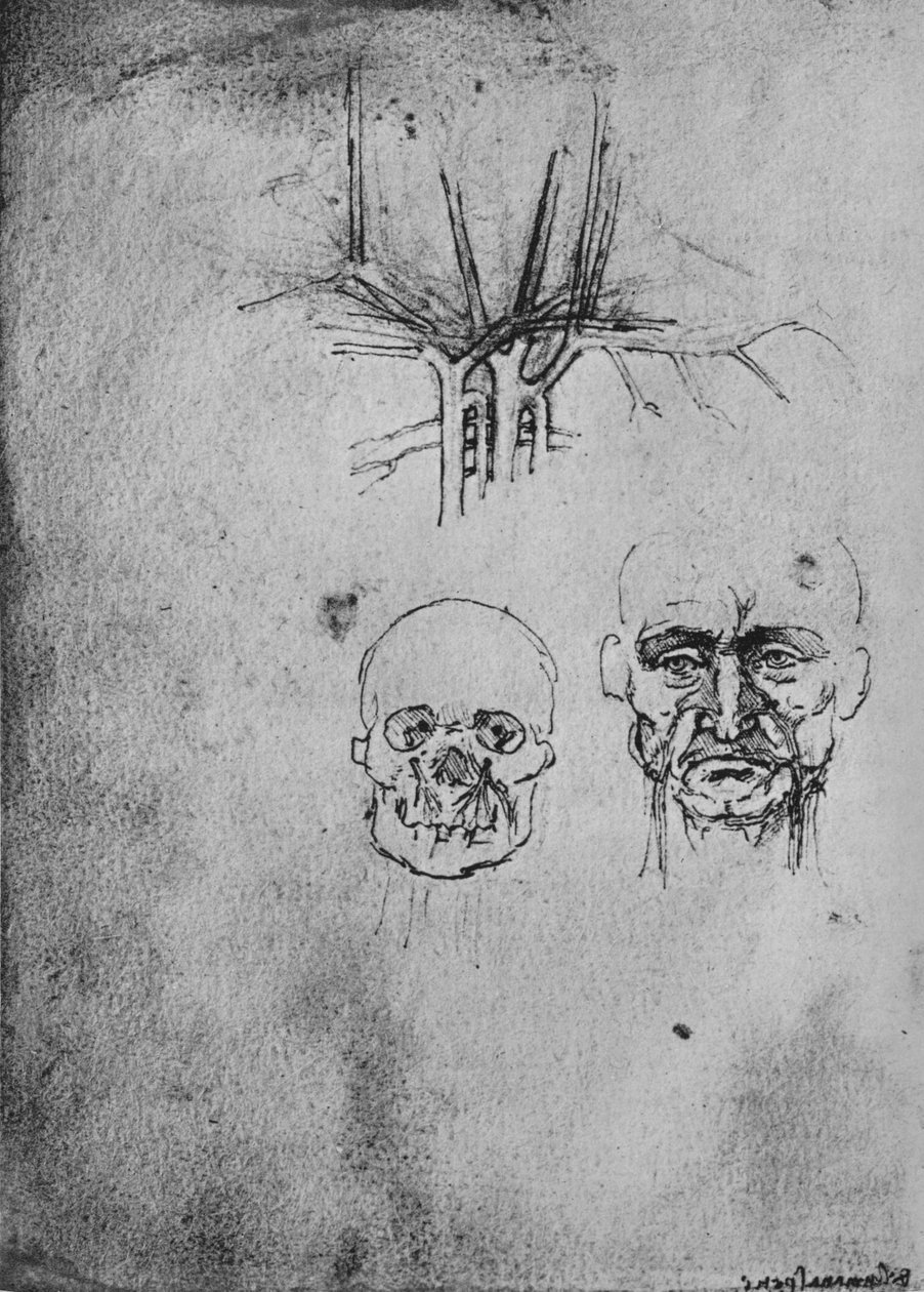 Dibujo que muestra la posición de los vasos sanguíneos en el cuello y la cara, c1480 1945 de Leonardo da Vinci