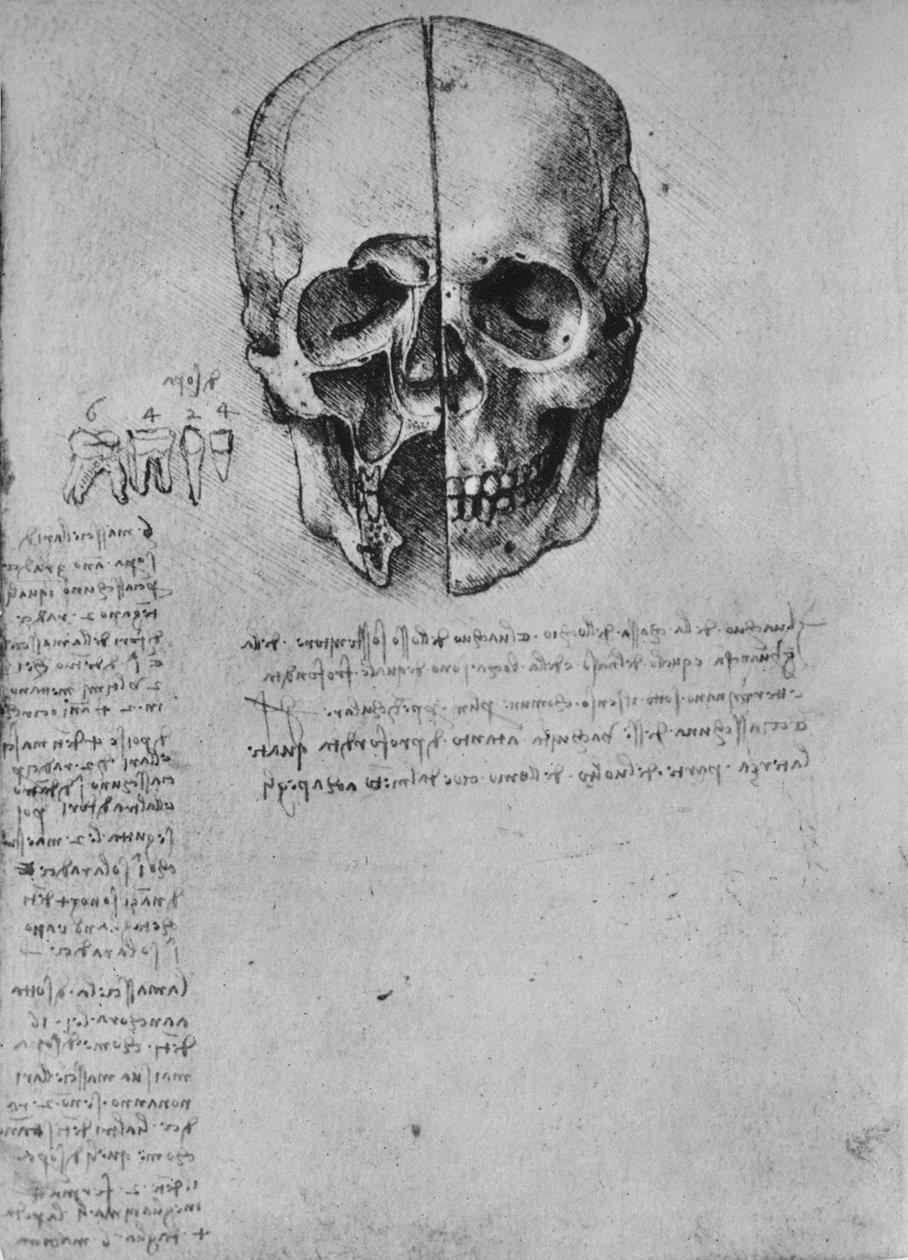 Dibujo de dos mitades de un cráneo, c1480 1945 de Leonardo da Vinci