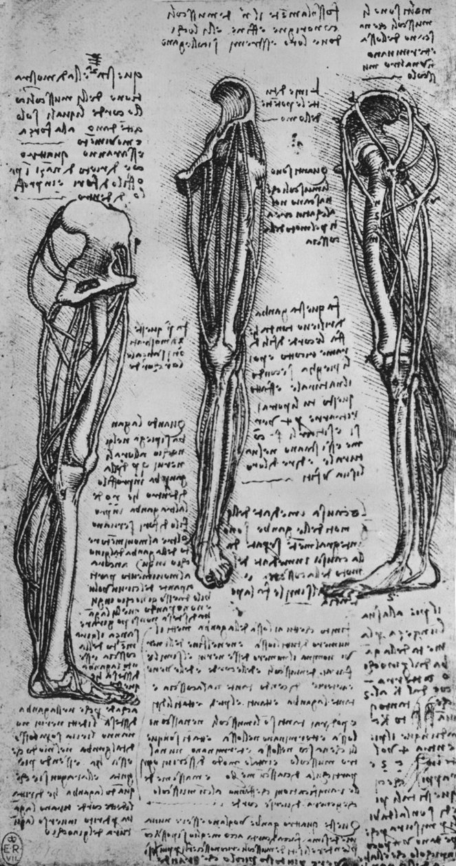 Dibujos de una pierna izquierda mostrando huesos y tendones, c. 1480 1945 de Leonardo da Vinci
