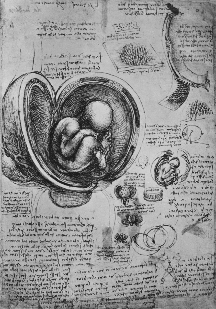 Dibujos de un embrión en el útero, c. 1480 de Leonardo da Vinci