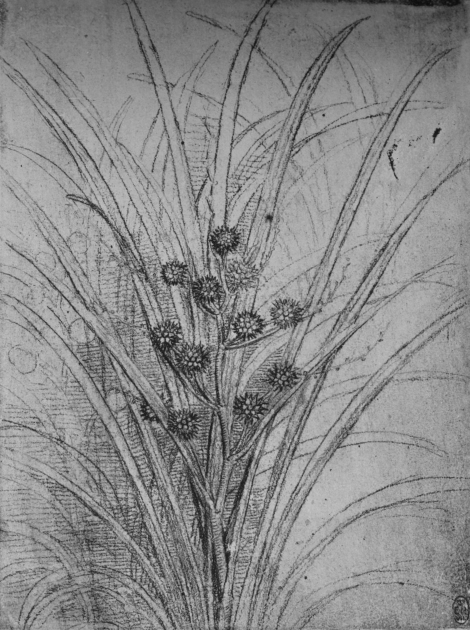 Juncos en flor, c1480 de Leonardo da Vinci