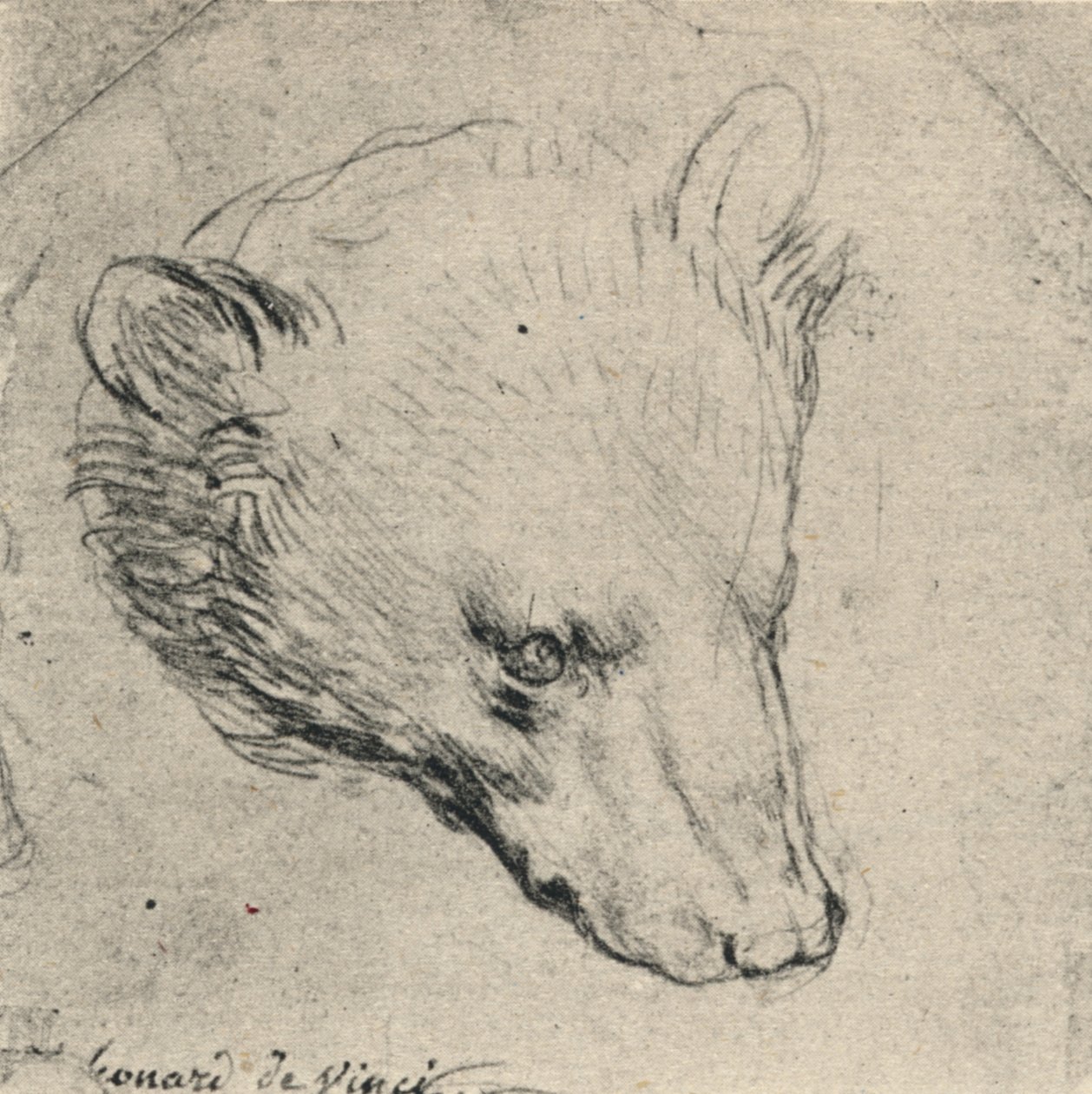 Cabeza de un oso, c1480 de Leonardo da Vinci
