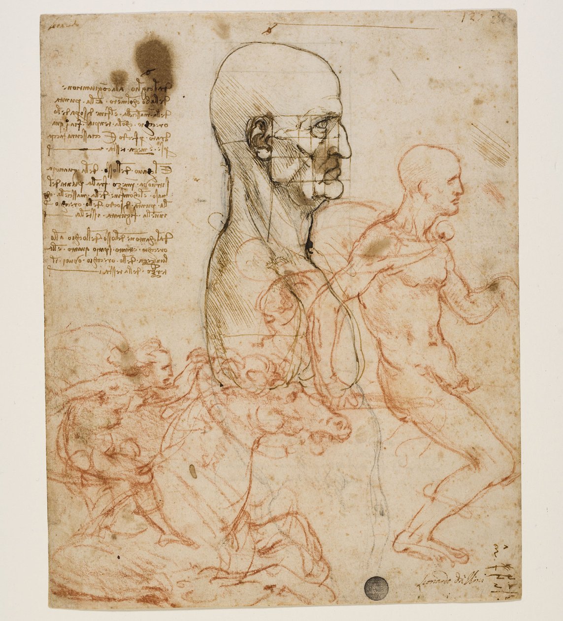 Busto humano de perfil con estudio de proporciones, c. 1490-1499 de Leonardo da Vinci