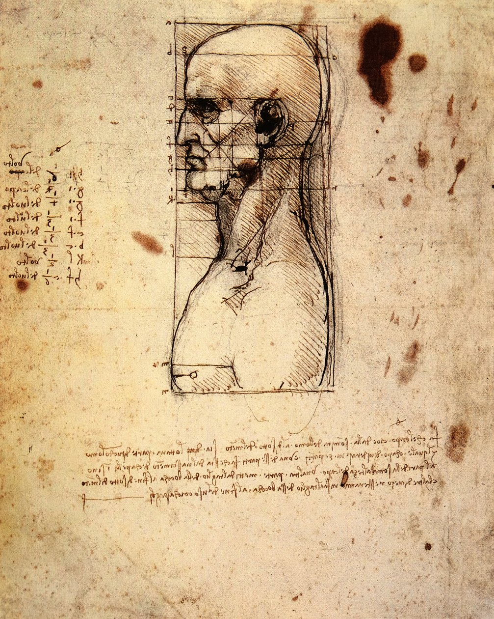 Cabeza masculina de perfil con proporciones de Leonardo da Vinci