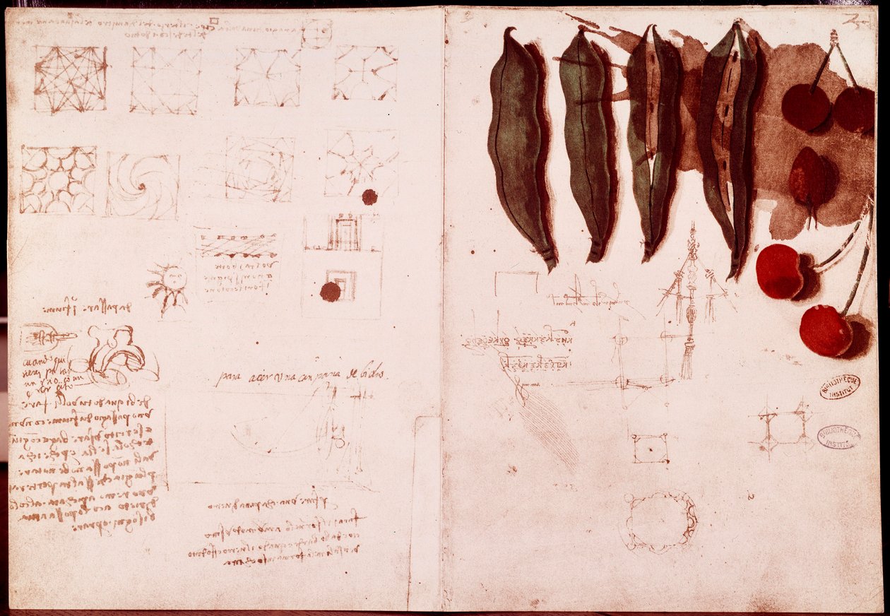 Notas y bocetos de botánica y geometría. Dibujo en doble página de manuscrito de Leonardo da Vinci (1452-1519) de Leonardo da Vinci