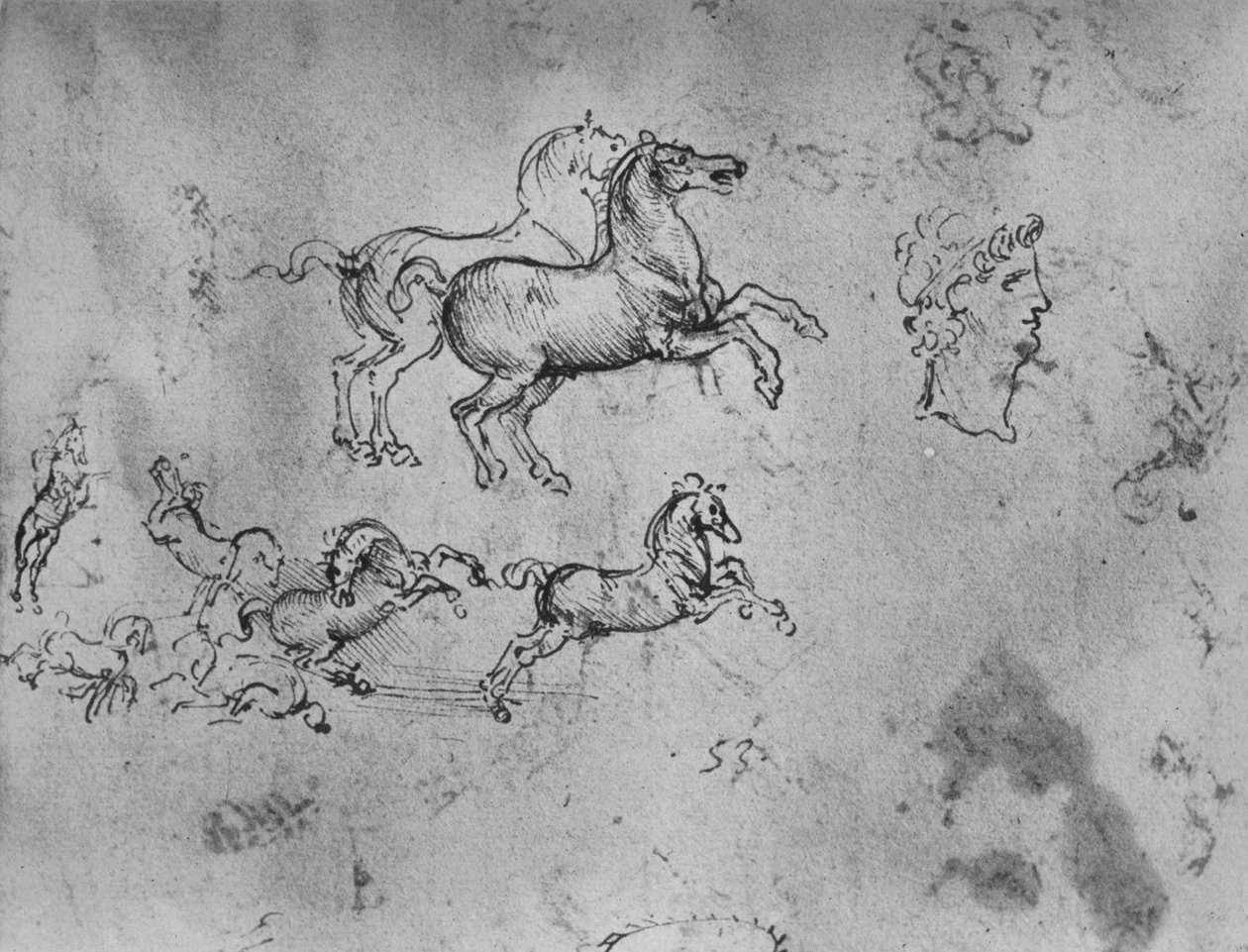 Estudios de caballos galopando y una cabeza, c1480 1945 de Leonardo da Vinci