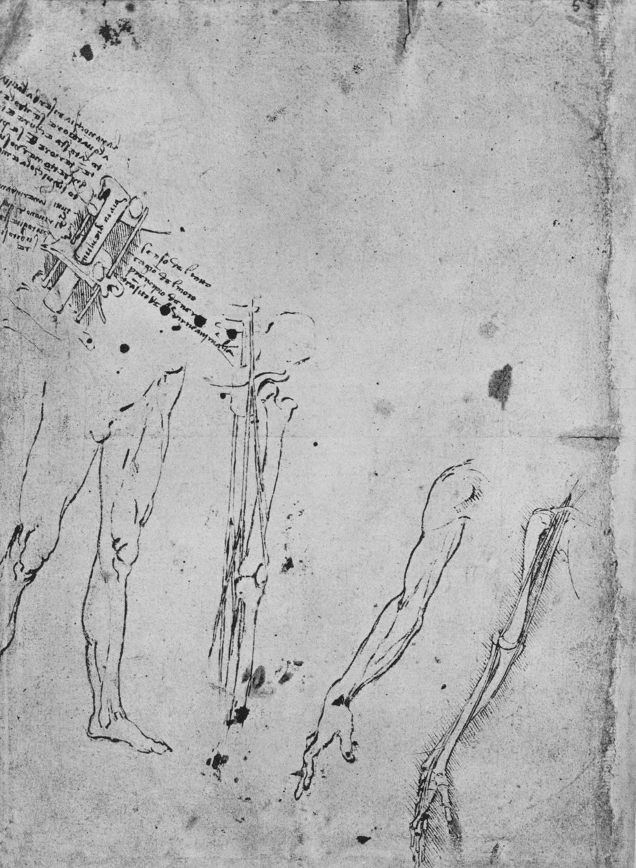 Estudios de piernas, de los huesos y tendones de una pierna, de un brazo y de los huesos y tendones de un brazo de Leonardo da Vinci
