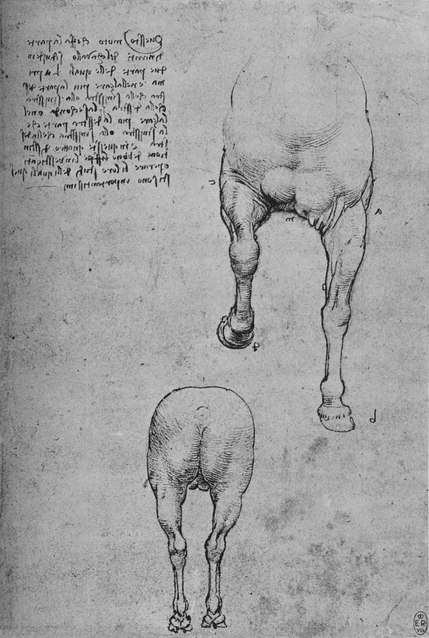 Estudios de las cuartas delanteras y traseras de un caballo de Leonardo da Vinci
