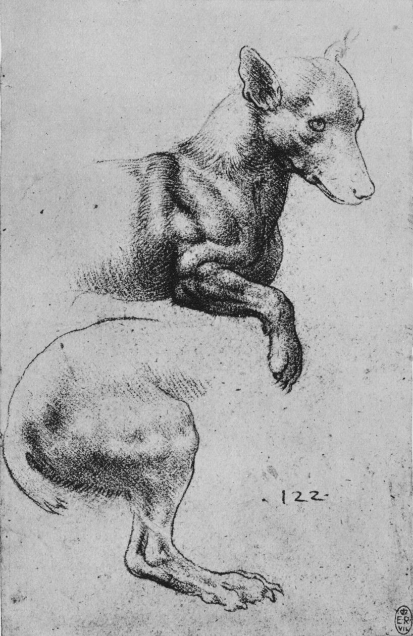 Estudios de la parte delantera y trasera de un perro, c1480 1945 de Leonardo da Vinci