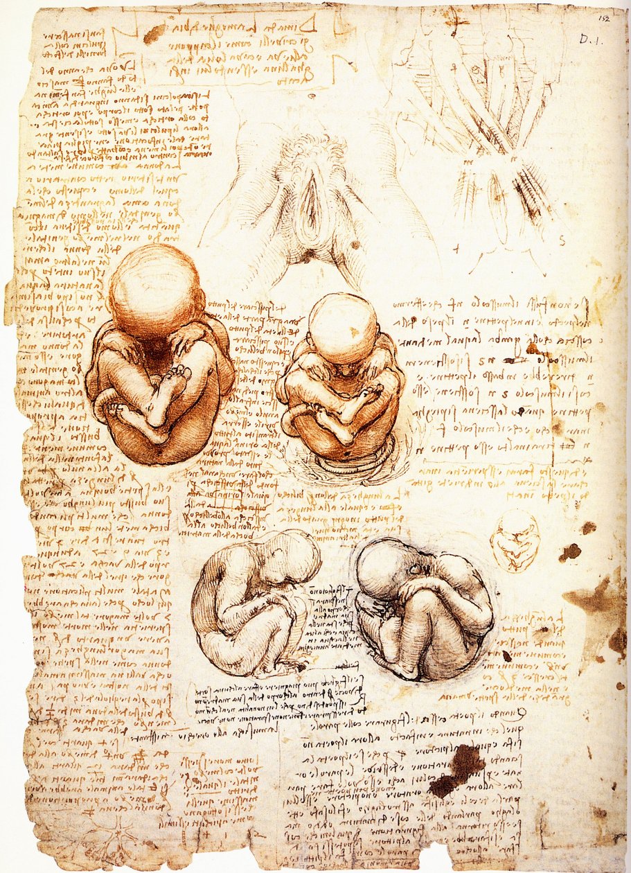 Estudios sobre el feto imaginado por el artista a partir de la observación por cesárea o de un cadáver amp; la estructura de los genitales y los músculos pélvicos de la mujer / mujer. de Leonardo da Vinci