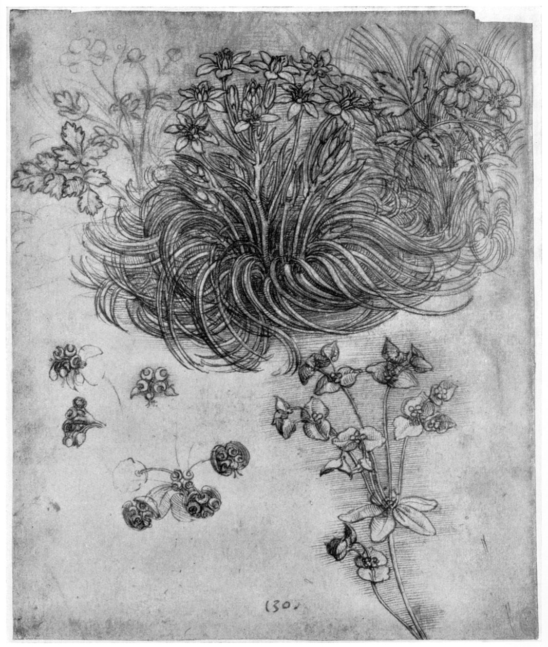 Estudio de una planta Estrella de Belén de Leonardo da Vinci