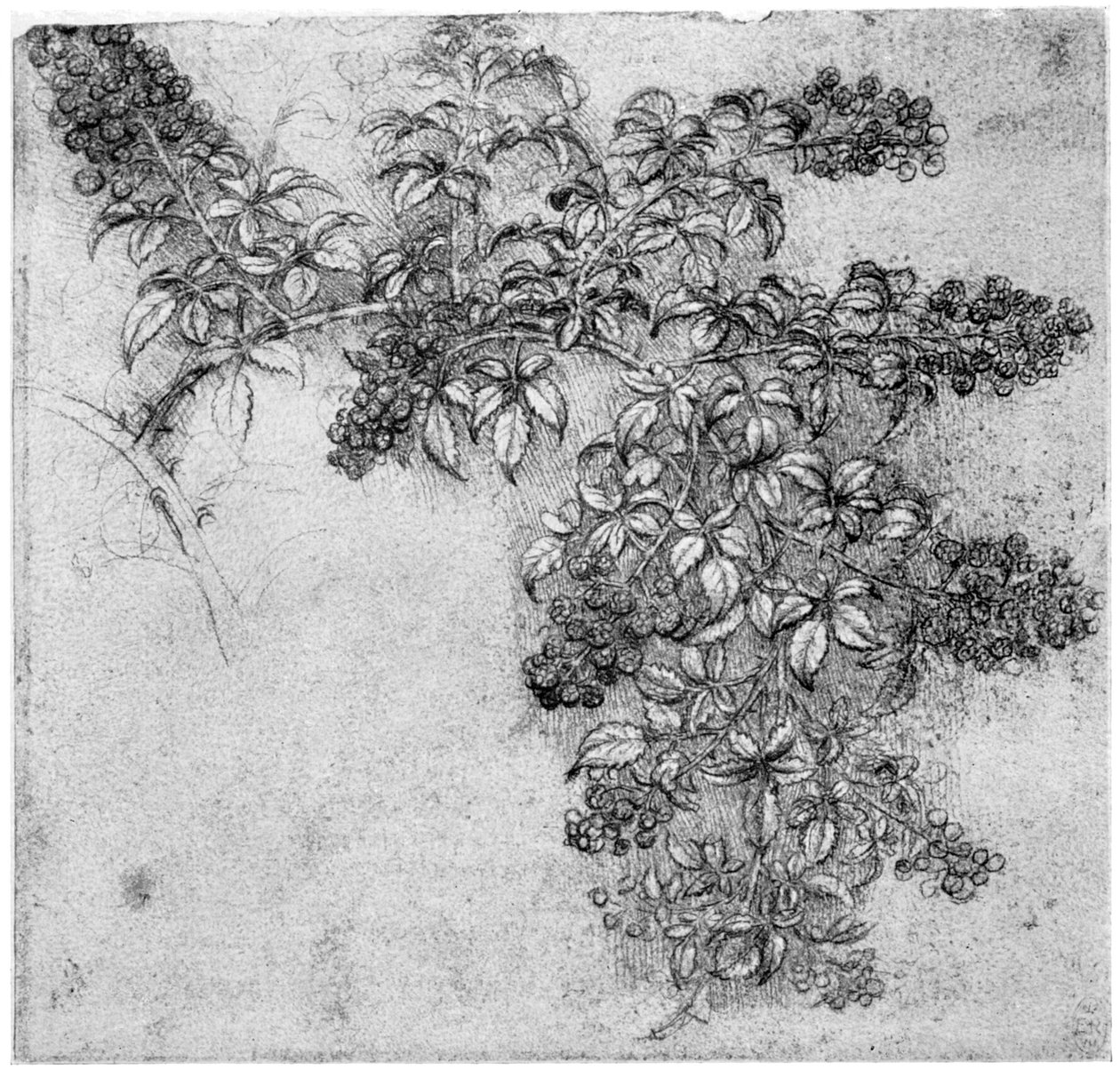 Estudio de una rama de mora de Leonardo da Vinci