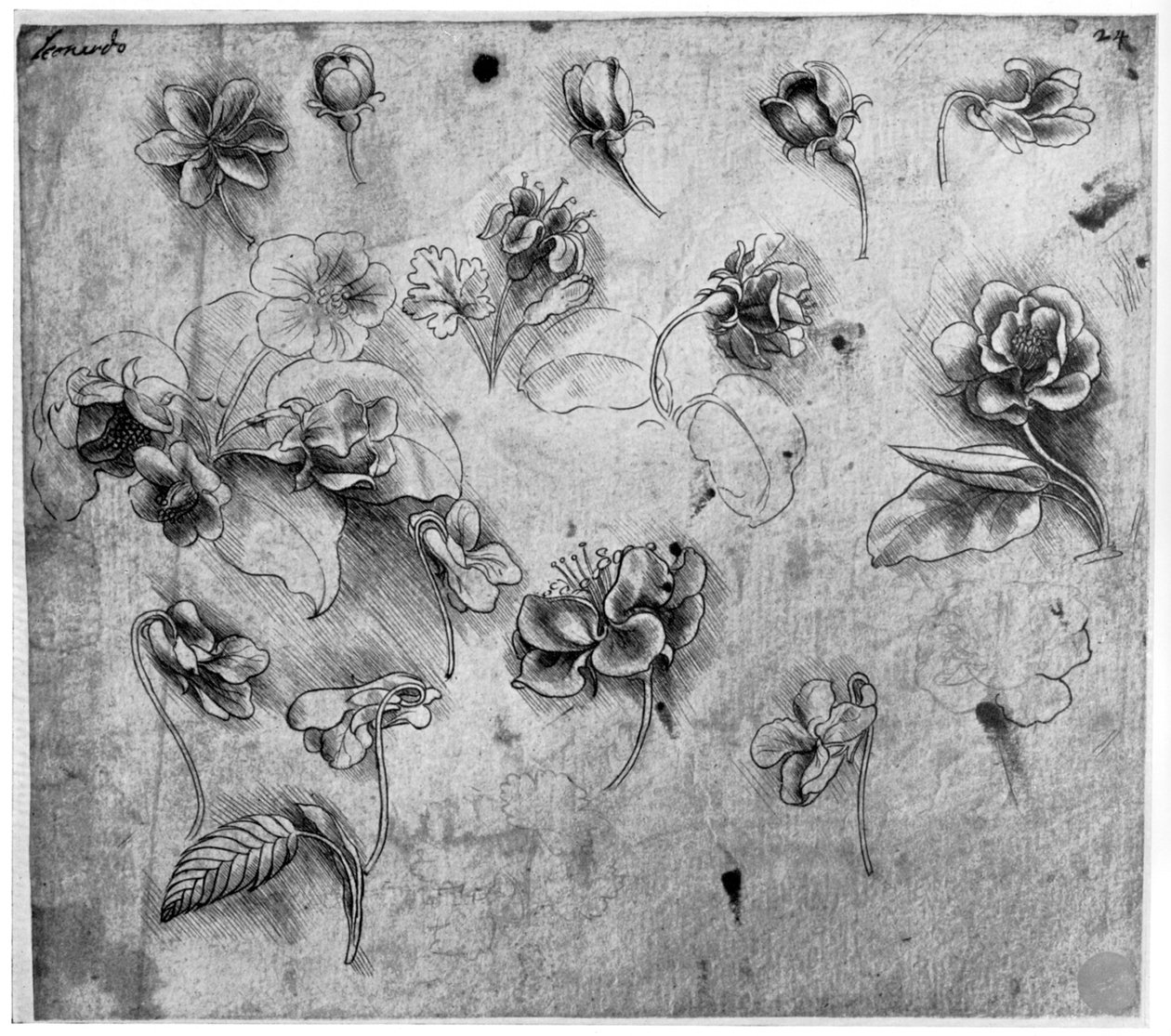 Estudio de flores, c1481-1483 de Leonardo da Vinci