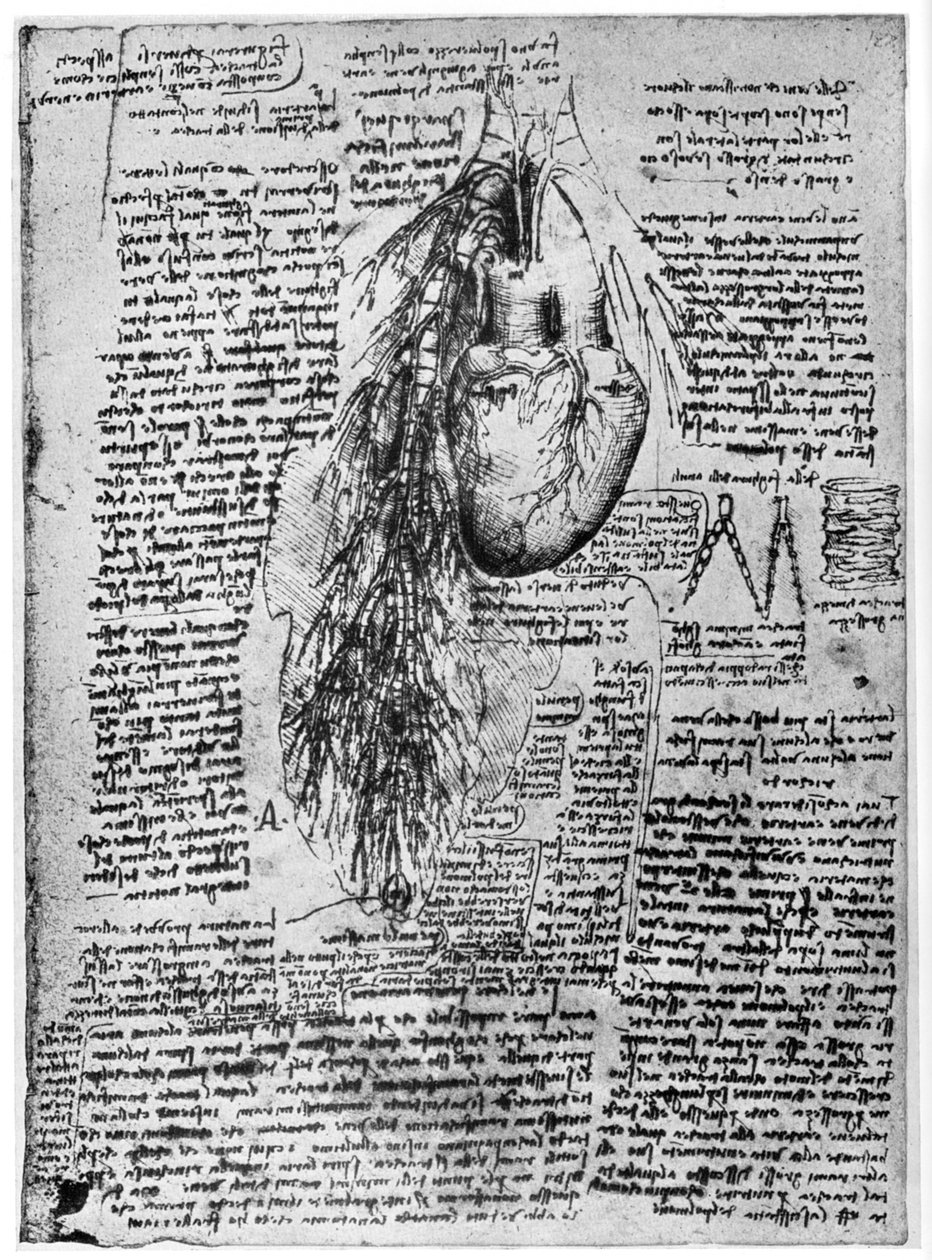 Estudio del corazón y las arterias bronquiales, finales del siglo XV o principios del siglo XVI, 1954 de Leonardo da Vinci