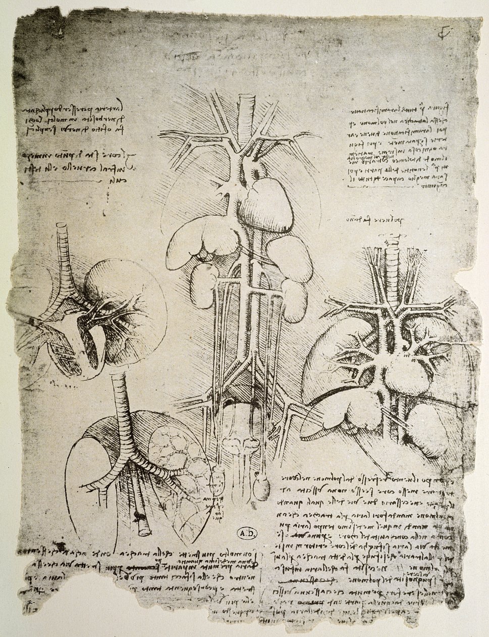 El corazón y la circulación, facsímil del libro de Windsor de Leonardo da Vinci