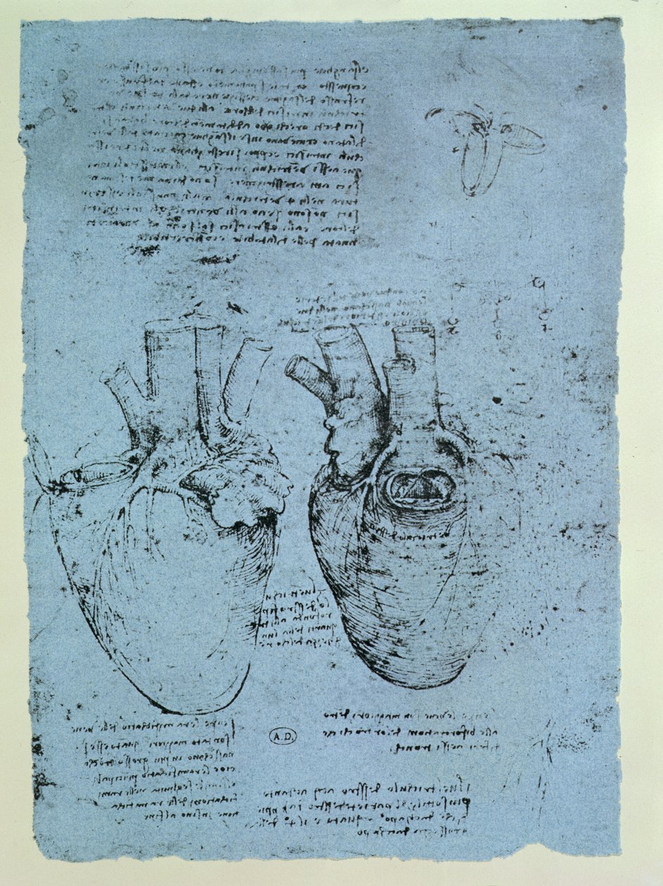 El corazón, facsímil del libro de Windsor de Leonardo da Vinci