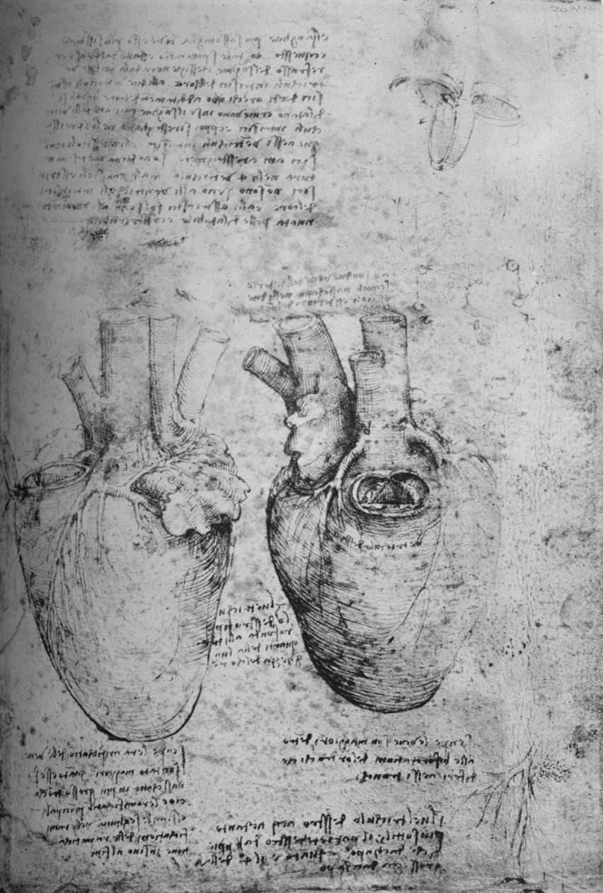 Dos dibujos del corazón de Leonardo da Vinci