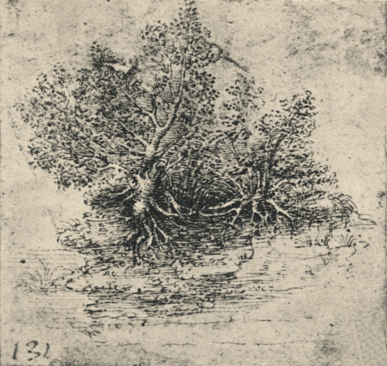Dos Árboles en la Orilla de un Arroyo, c1480 1945 de Leonardo da Vinci
